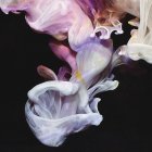 IAO Simian Mobile Disco - Murmurations (Black Vinyl 2LP)