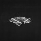 Виниловая пластинка Kendrick Lamar - To Pimp A Butterfly (alternative artwork) (Coloured Vinyl 2LP)