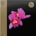 IAO Opeth - Orchid (Half Speed) (Coloured Vinyl 2LP)