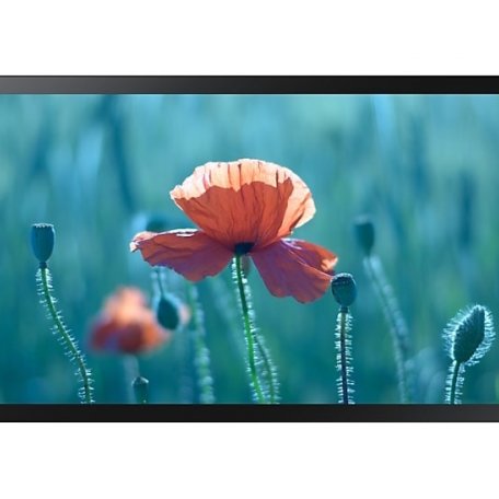 Интерактивный дисплей Samsung QB24R-TB