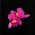 Виниловая пластинка Opeth - Orchid (Black Vinyl 2LP) фото 2