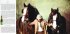 Виниловая пластинка WM Jethro Tull Heavy Horses (Steven Wilson Remix) (180 Gram) фото 6