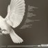 Виниловая пластинка Melody Gardot - The Essential  (Opaque White Limited Vinyl 2LP) фото 2